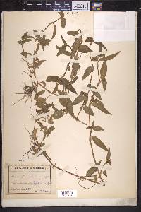 Commelina cayennensis image