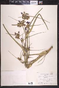 Tradescantia occidentalis image