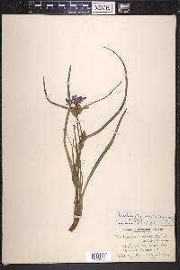 Tradescantia occidentalis image