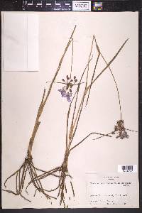 Tradescantia occidentalis image