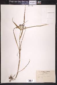 Tradescantia virginiana image