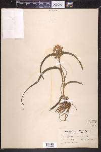 Tradescantia bracteata image