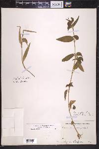 Commelina diffusa image