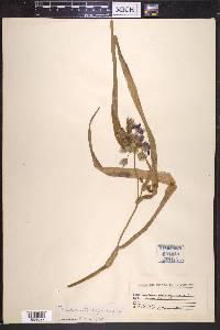 Tradescantia virginiana image