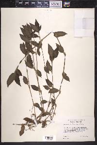 Tradescantia fluminensis image