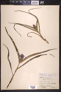 Tradescantia virginiana image