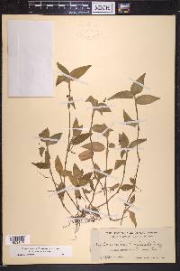 Commelina diffusa image