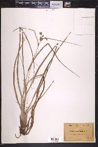 Tradescantia virginiana image