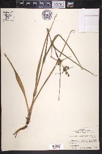 Tradescantia occidentalis image