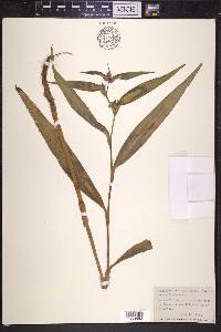 Tradescantia pilosa image