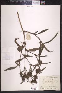 Tradescantia pilosa image