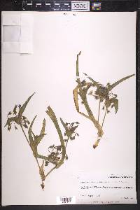 Tradescantia occidentalis image