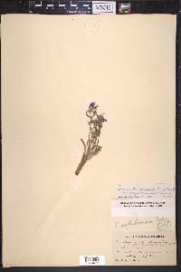 Tradescantia occidentalis image