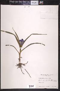 Tradescantia brevicaulis image