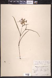 Tradescantia occidentalis image