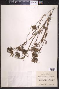 Tradescantia occidentalis image