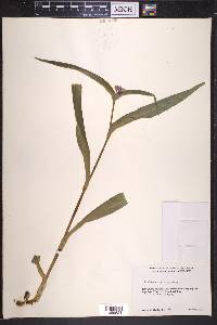 Tradescantia virginiana image