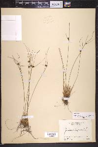 Juncus trifidus image