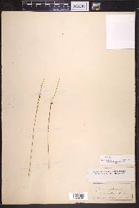 Juncus trifidus image