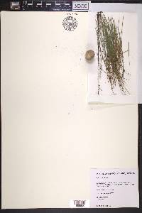 Juncus trifidus image