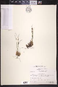 Juncus trifidus image