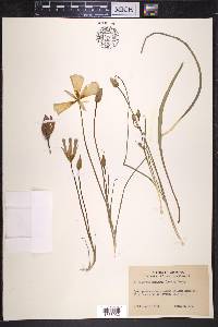 Calochortus ambiguus image