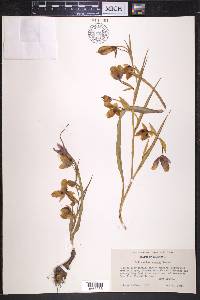 Calochortus amoenus image