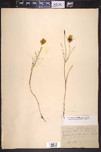 Calochortus clavatus image