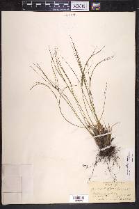 Juncus trifidus image