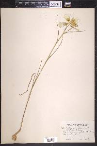 Calochortus gunnisonii image