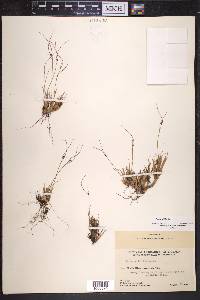 Juncus trifidus image