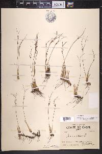 Juncus trifidus image