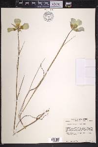 Calochortus gunnisonii image