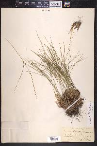 Juncus trifidus image