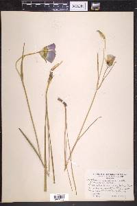 Calochortus gunnisonii image