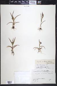 Luzula multiflora image