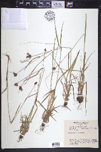 Luzula multiflora image