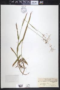 Luzula parviflora image