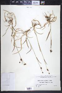 Luzula multiflora subsp. frigida image