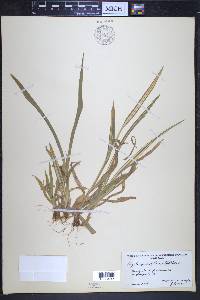 Luzula parviflora image