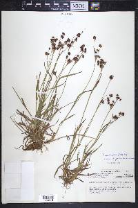 Luzula multiflora subsp. frigida image