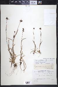 Luzula multiflora subsp. frigida image