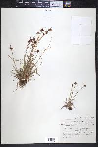 Luzula multiflora image