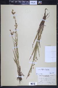 Luzula multiflora image