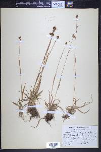 Luzula multiflora image