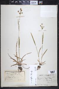 Luzula multiflora image