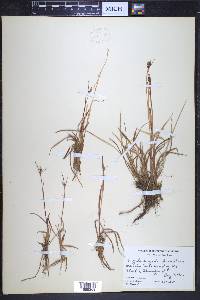 Luzula multiflora subsp. frigida image