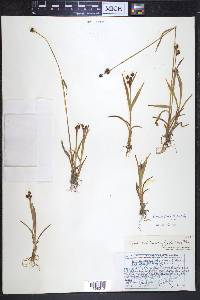 Luzula multiflora image