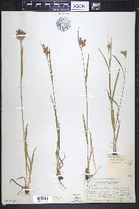 Luzula multiflora image