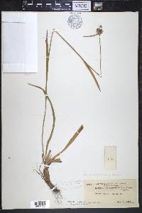 Luzula multiflora var. congesta image